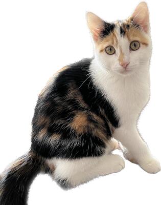Yuki, Europäische Kurzhaarkatze - Katze