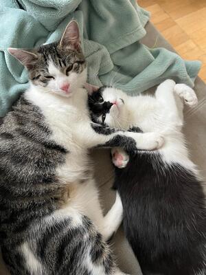Yuki und Filou, Hauskatze Jungtier - Katze 1