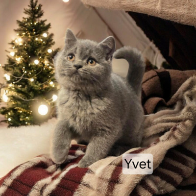 Yvet Phantom der Oper, Britisch Kurzhaar Jungtier - Katze