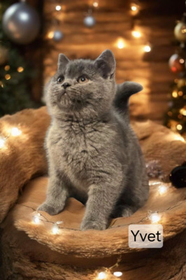Yvet Phantom der Oper, Britisch Kurzhaar Jungtier - Katze
