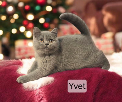 Yvet Phantom der Oper, Britisch Kurzhaar Jungtier - Katze