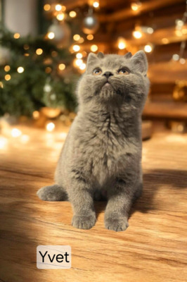 Yvet Phantom der Oper, Britisch Kurzhaar Jungtier - Katze