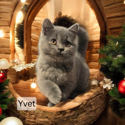 Yvet Phantom der Oper, Britisch Kurzhaar Jungtier - Katze
