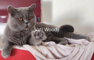 Yvet Phantom der Oper, Britisch Kurzhaar Jungtier - Katze