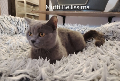 Yvet Phantom der Oper, Britisch Kurzhaar Jungtier - Katze