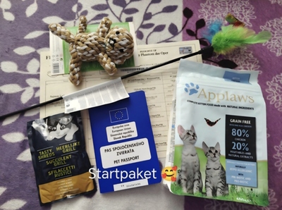 Yvet Phantom der Oper, Britisch Kurzhaar Jungtier - Katze