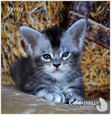 Yvette, Zasu, ZsaZsa und Zola, Maine Coon - Katze