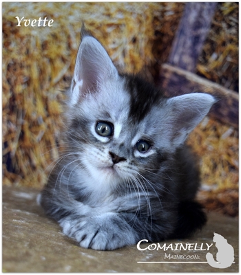 Yvette, Zasu, ZsaZsa und Zola, Maine Coon - Katze