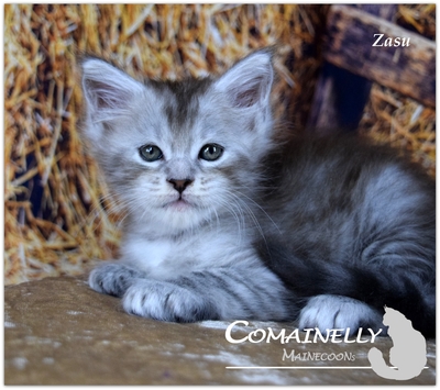 Yvette, Zasu, ZsaZsa und Zola, Maine Coon - Katze