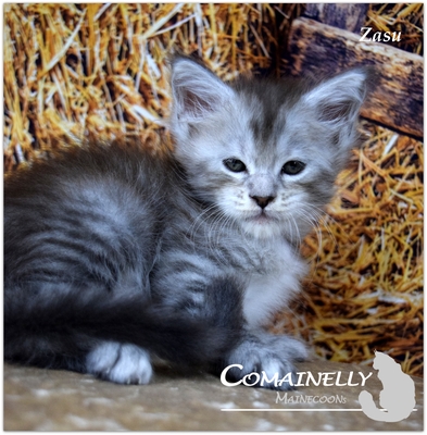 Yvette, Zasu, ZsaZsa und Zola, Maine Coon - Katze