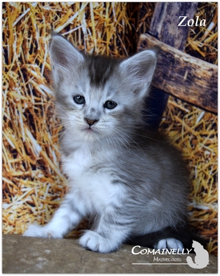 Yvette, Zasu, ZsaZsa und Zola, Maine Coon - Katze