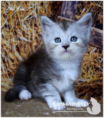 Yvette, Zasu, ZsaZsa und Zola, Maine Coon - Katze