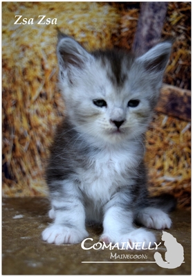 Yvette, Zasu, ZsaZsa und Zola, Maine Coon - Katze