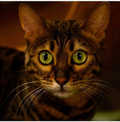 ZOEY, Bengalkatze - Katze