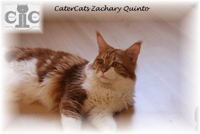 Zachary, Main Coon - Kater