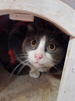 Zalem (geb. Jan. 21) - Felv + - EKH-Kater, EKH - Kater