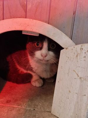 Zalem (geb. Jan. 21) - Felv + - EKH-Kater, EKH - Kater
