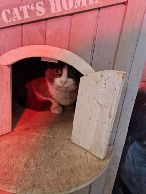 Zalem (geb. Jan. 21) - Felv + - EKH-Kater, EKH - Kater