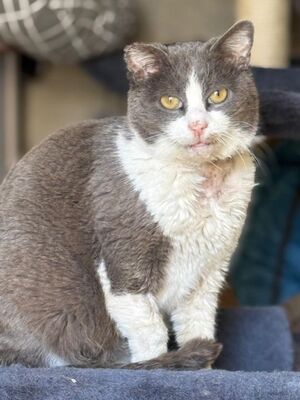 Zalem (geb. Jan. 21) - Felv + - EKH-Kater, EKH - Kater