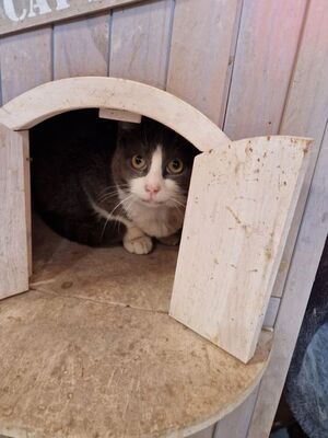 Zalem (geb. Jan. 21) - Felv + - EKH-Kater, EKH - Kater