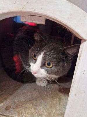 Zalem (geb. Jan. 21) - Felv + - EKH-Kater, EKH - Kater