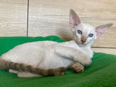 Zamira - Siam Mädchen mit Stammbaum, Siam Jungtier - Katze