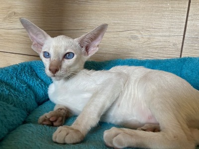 Zamira - Siam Mädchen mit Stammbaum, Siam Jungtier - Katze