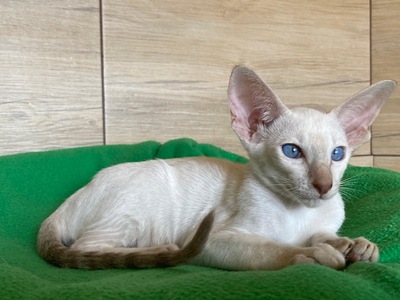 Zamira - Siam Mädchen mit Stammbaum, Siam Jungtier - Katze