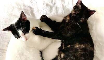 Zas & Boo - Liebe Katzen mit eingeschränkter Sehkraft, ca. 1 Jahr, Mischling - Katze