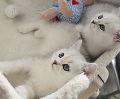Zauberhafte BKH in Silver-Chinchilla, BHK Jungtier - Kater