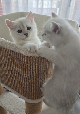 Zauberhafte BKH in Silver-Chinchilla, BHK Jungtier - Kater