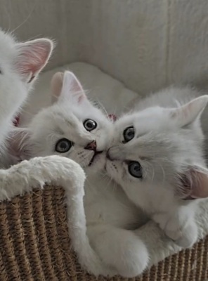 Zauberhafte BKH in Silver-Chinchilla, BHK Jungtier - Kater