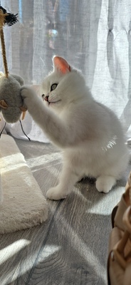 Zauberhafte BKH in Silver-Chinchilla, BHK Jungtier - Kater
