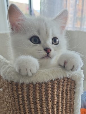 Zauberhafte BKH in Silver-Chinchilla, BHK Jungtier - Kater