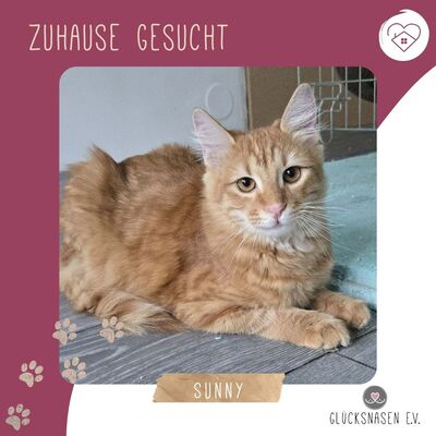 Zauberhafter Kater Sunny sucht seine Dosis