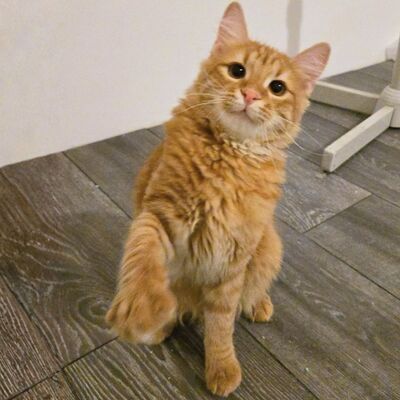 Zauberhafter Kater Sunny sucht seine Dosis, EKH Jungtier - Kater