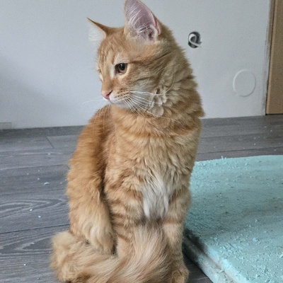 Zauberhafter Kater Sunny sucht seine Dosis, EKH Jungtier - Kater
