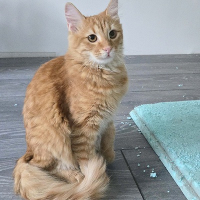 Zauberhafter Kater Sunny sucht seine Dosis, EKH Jungtier - Kater