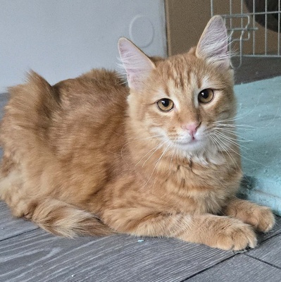 Zauberhafter Kater Sunny sucht seine Dosis, EKH Jungtier - Kater