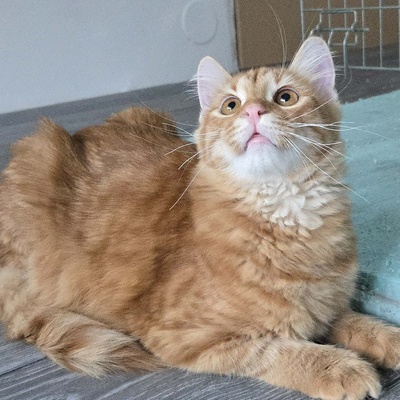 Zauberhafter Kater Sunny sucht seine Dosis, EKH Jungtier - Kater