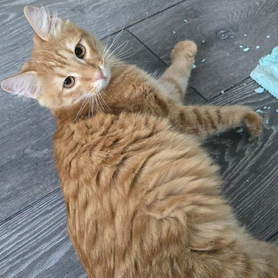 Zauberhafter Kater Sunny sucht seine Dosis, EKH Jungtier - Kater