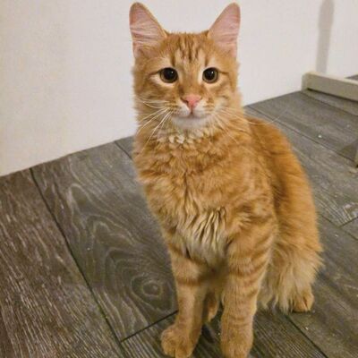 Zauberhafter Kater Sunny sucht seine Dosis, EKH Jungtier - Kater
