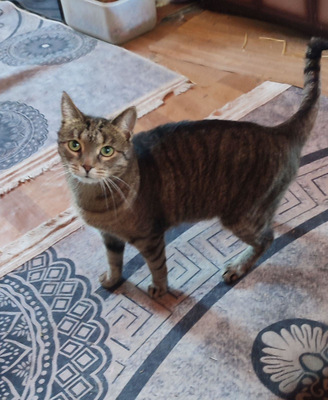 Zela freut sich auf SIE, Mischling - Katze