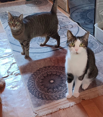 Zela freut sich auf SIE, Mischling - Katze