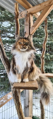 Zena, Maine Coon - Katze