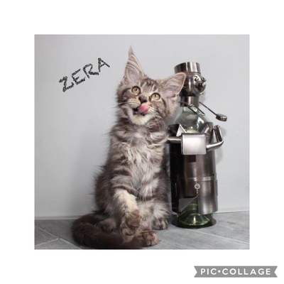Zera sucht Kuschlfamilie, Maine Coon Jungtier - Katze