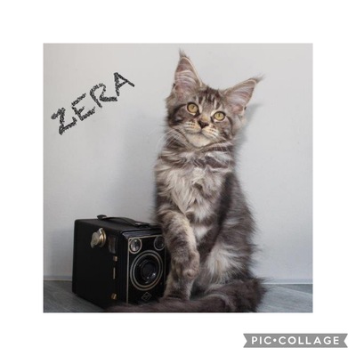 Zera sucht liebevolle Familie zum Kuscheln (VERGEBEN), Maine-Coon Jungtier - Katze