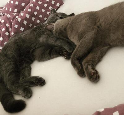 Zeus (hellgrau) & Teddy (dunkelgrau), BKH & Russisch Blau - Kater