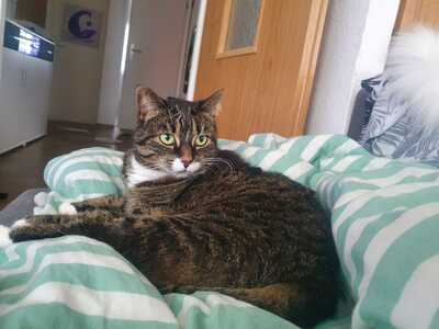 Zicke, Mischling - Katze