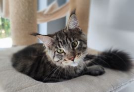 Ziggy, Maine coon - Katze 1